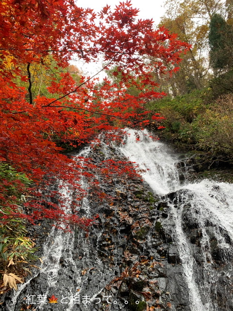 f:id:karutakko-muratan:20201101232025j:plain f:id:karutakko-muratan:20201101232025j:plain