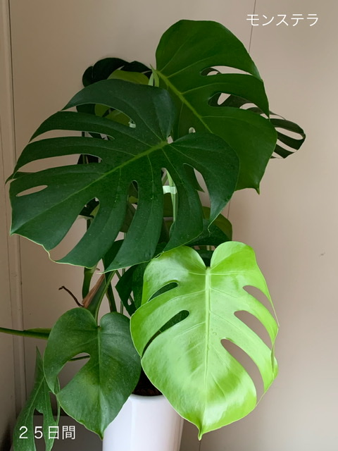 観葉植物の観察 水遣りのタイミング Karutakko Muratanの日記