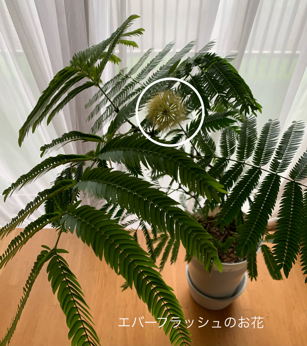 エバーフレッシュ 観葉植物 | 公式通販 室内用 超大型 - 苗 観葉植物の