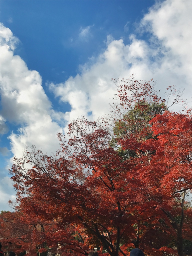 青空に白い雲が浮かび手前のもみじが真っ赤に紅葉している写真