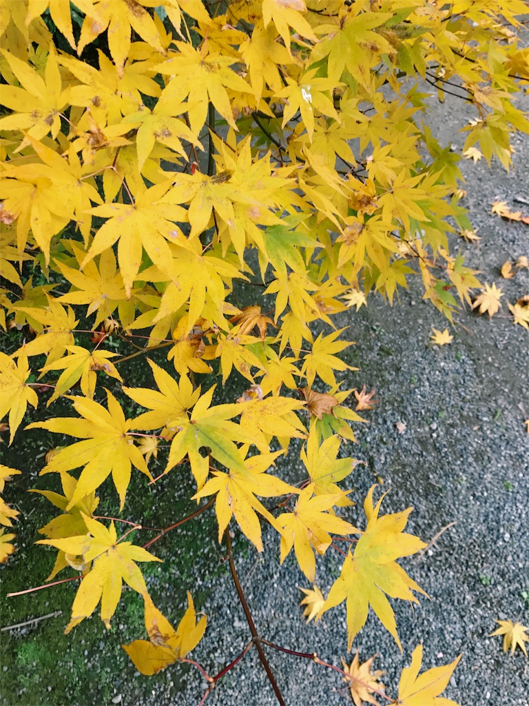 黄色に紅葉した木の写真