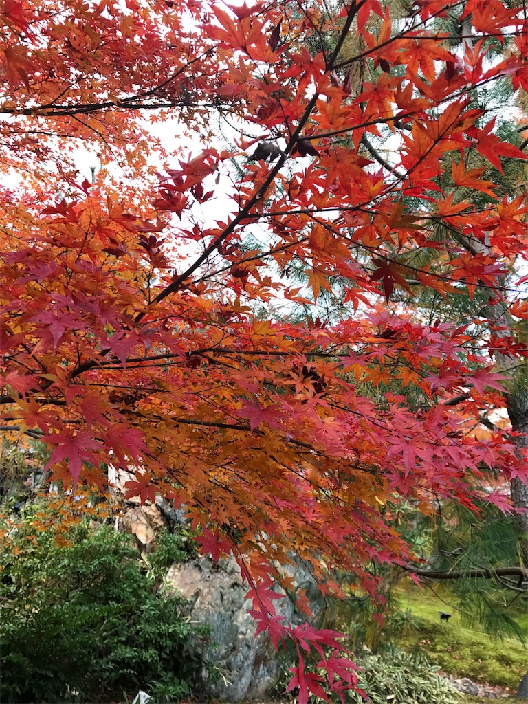 緑の木々の手前に真っ赤な紅葉した木が写っている写真