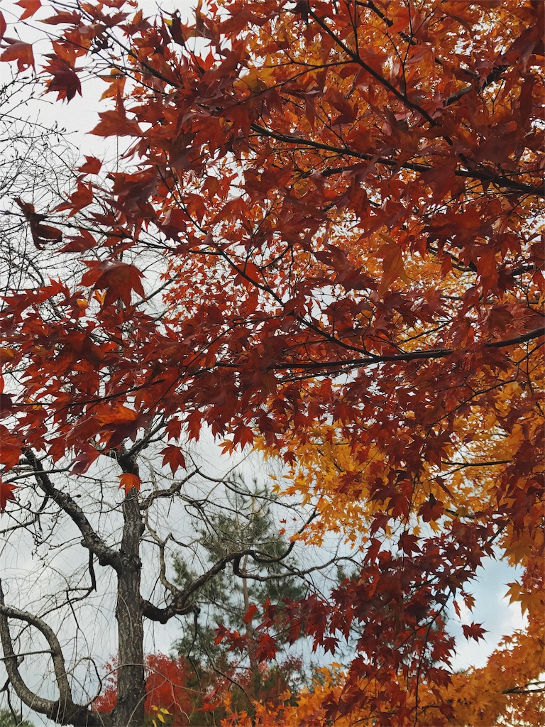 真っ赤に紅葉した木の写真