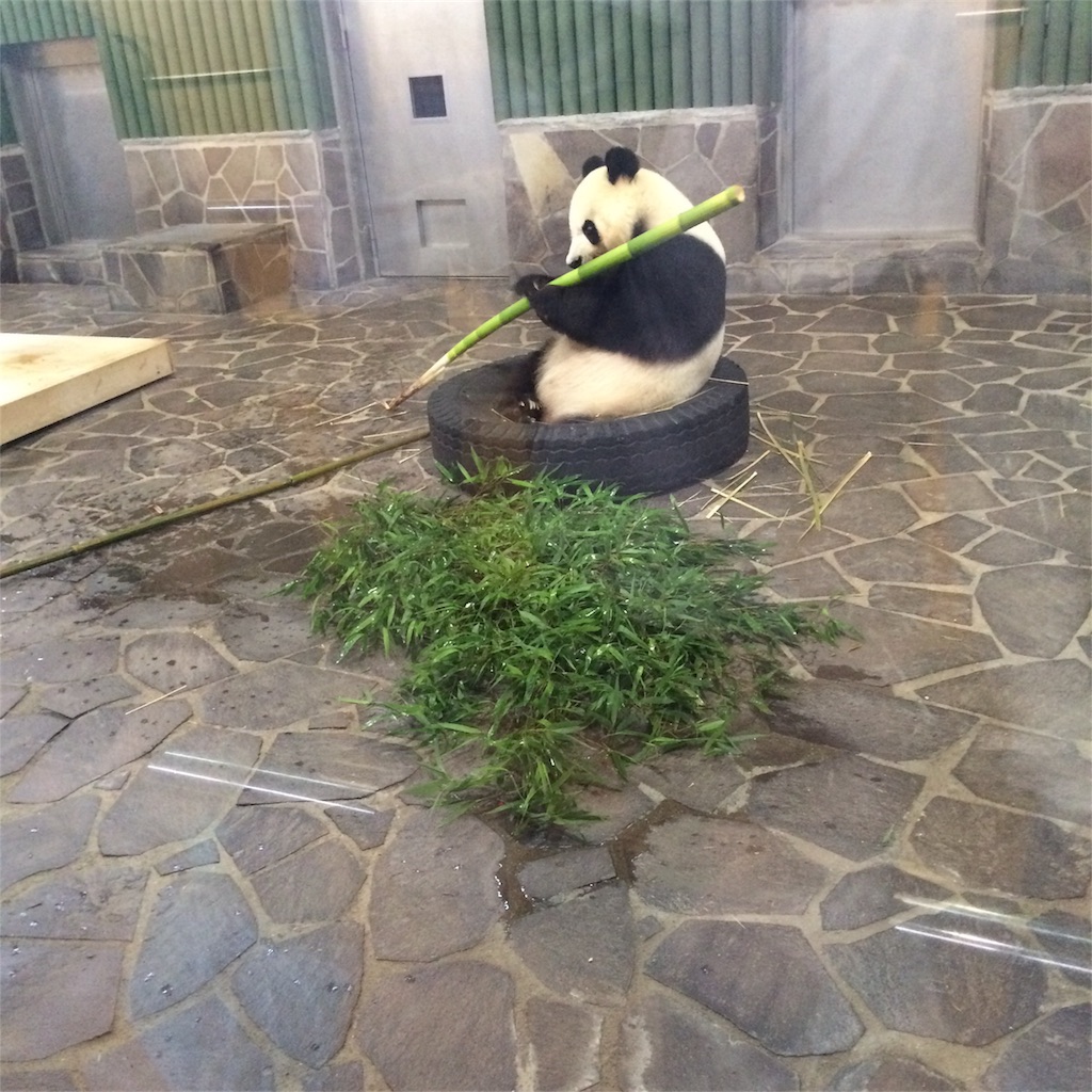 f:id:karyaryatsu:20181019004504j:image タイヤの中で笹を食べるパンダの写真