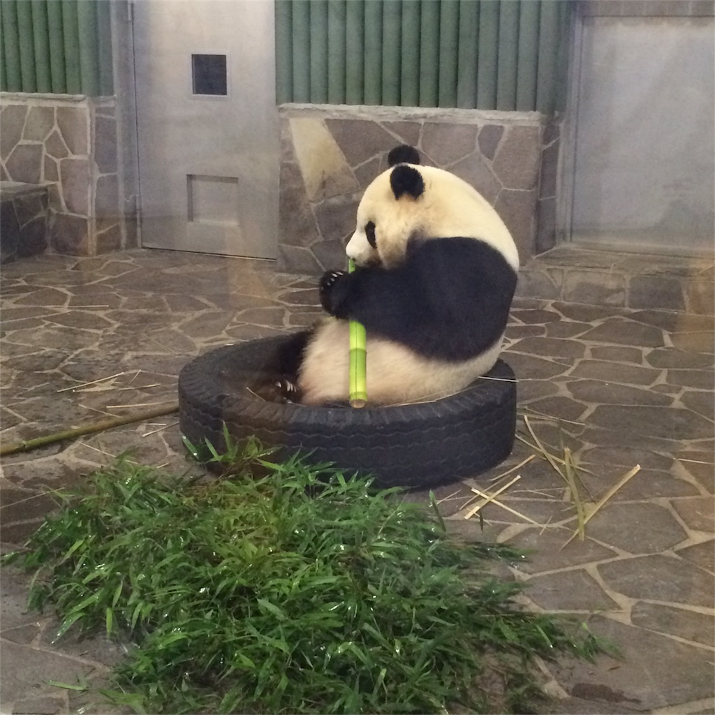 タイヤの中で笹を食べるパンダのアップ写真