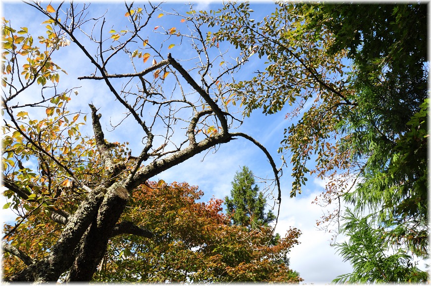 f:id:kasagatayaman:20191112212920j:plain