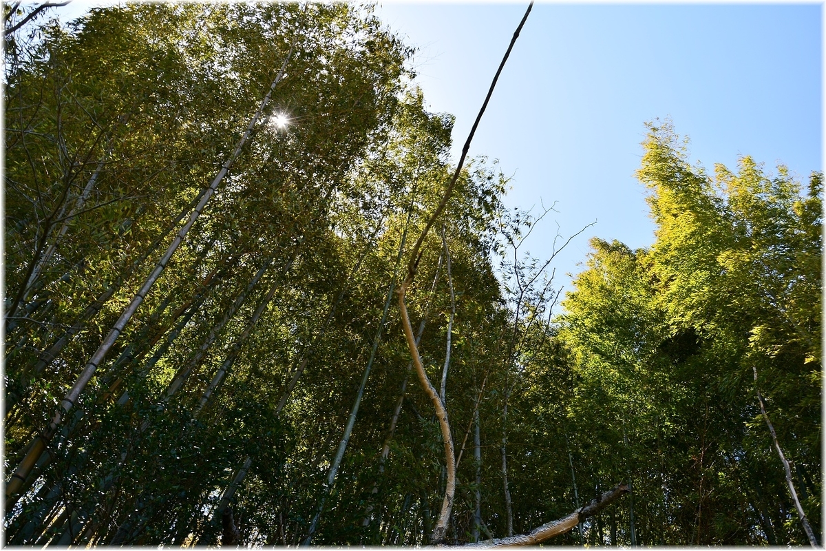 f:id:kasagatayaman:20200414193445j:plain f:id:kasagatayaman:20200414193445j:plain