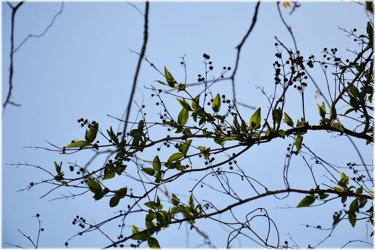 f:id:kasagatayaman:20200414193516j:plain f:id:kasagatayaman:20200414193516j:plain