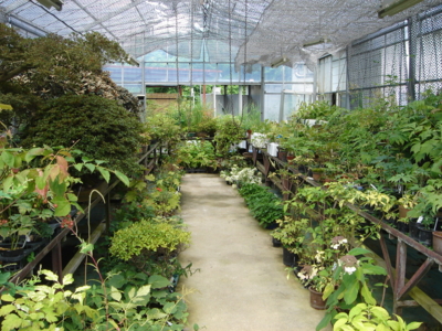 中山植物園 長野県諏訪郡富士見町 5月の庭