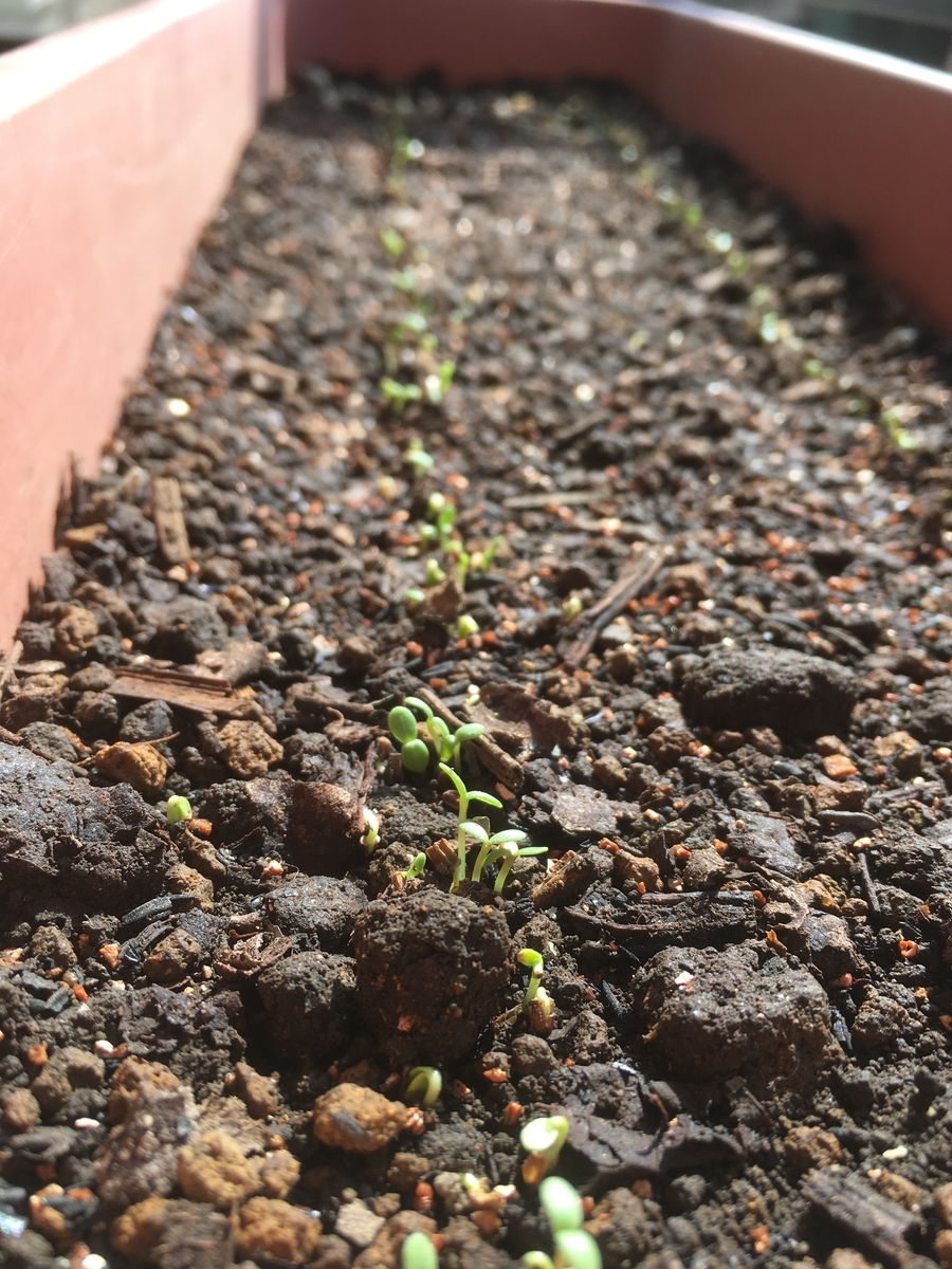 発芽 リーフレタス 春菊 カシコレラ