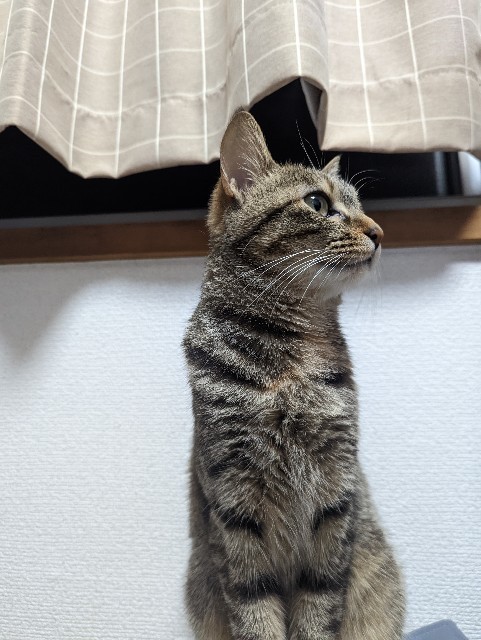 f:id:kasimasi1003:20221130224439j:image f:id:kasimasi1003:20221130224439j:image