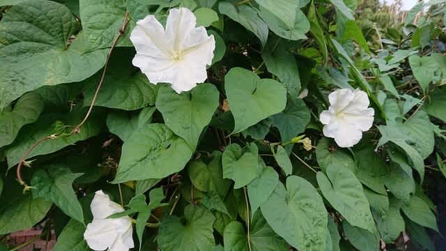 今も凛として清い夕顔の花 - なにげないひととき