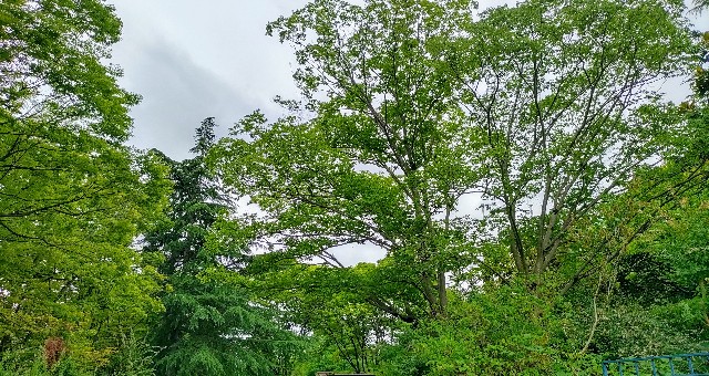 f:id:kasiwagikun:20210702210253j:image