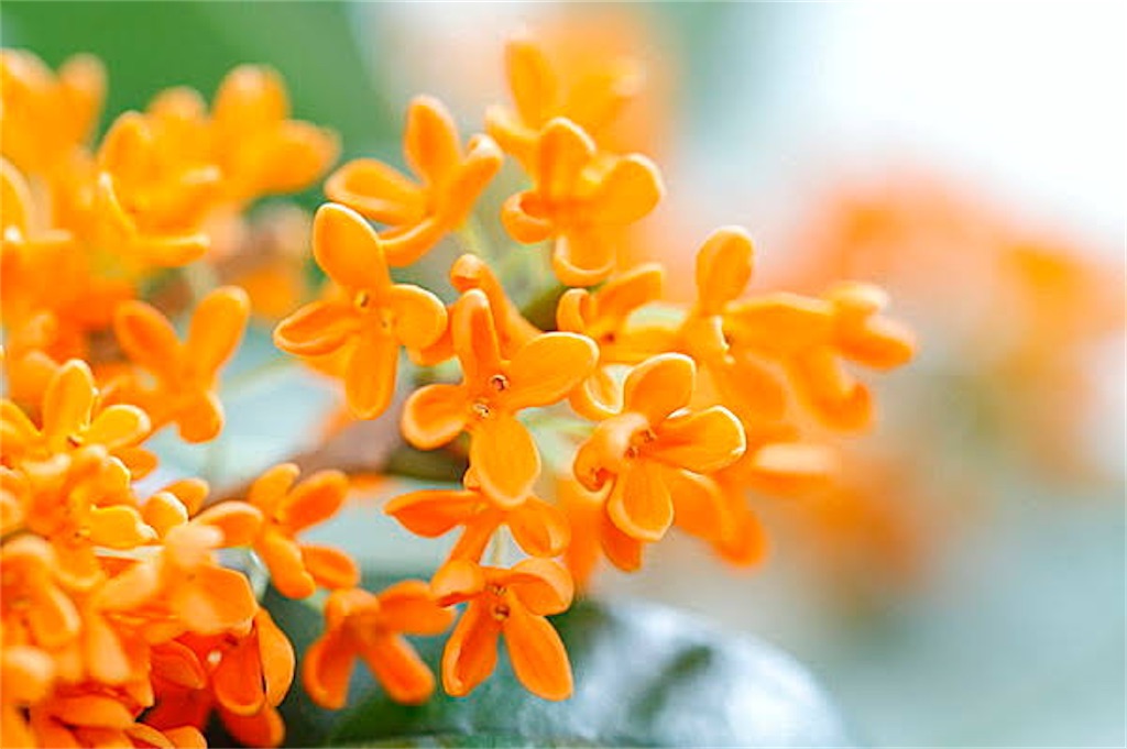f:id:kasoomi66:20211020004402j:image