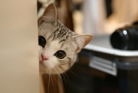 f:id:kasoutukausagi:20170816140517j:plain