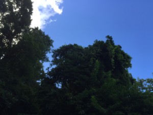 f:id:kasumii:20160905085416j:image