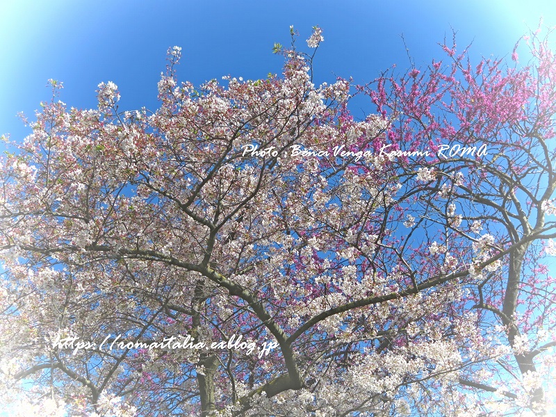 f:id:kasumiroma:20180321013139j:plain f:id:kasumiroma:20180321013139j:plain
