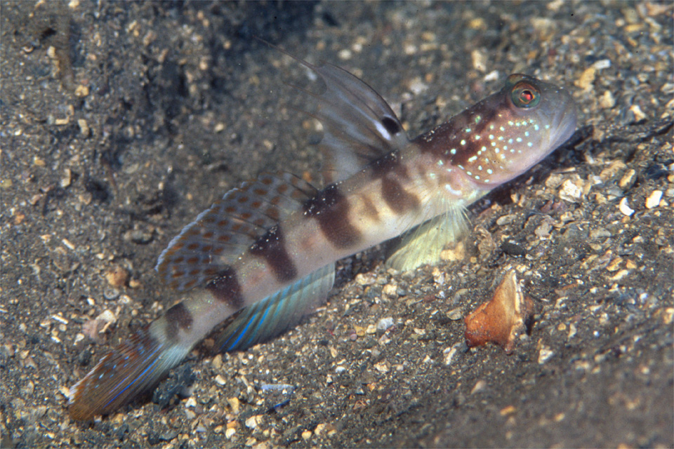 イトヒキハゼ Cryptocentrus Filifer Myersina Filifer その３ ハゼが好き