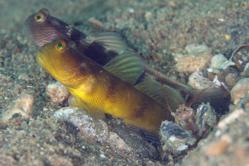 ハゼ 画像 _ 魚 はぜ 写真 – Kacte Online