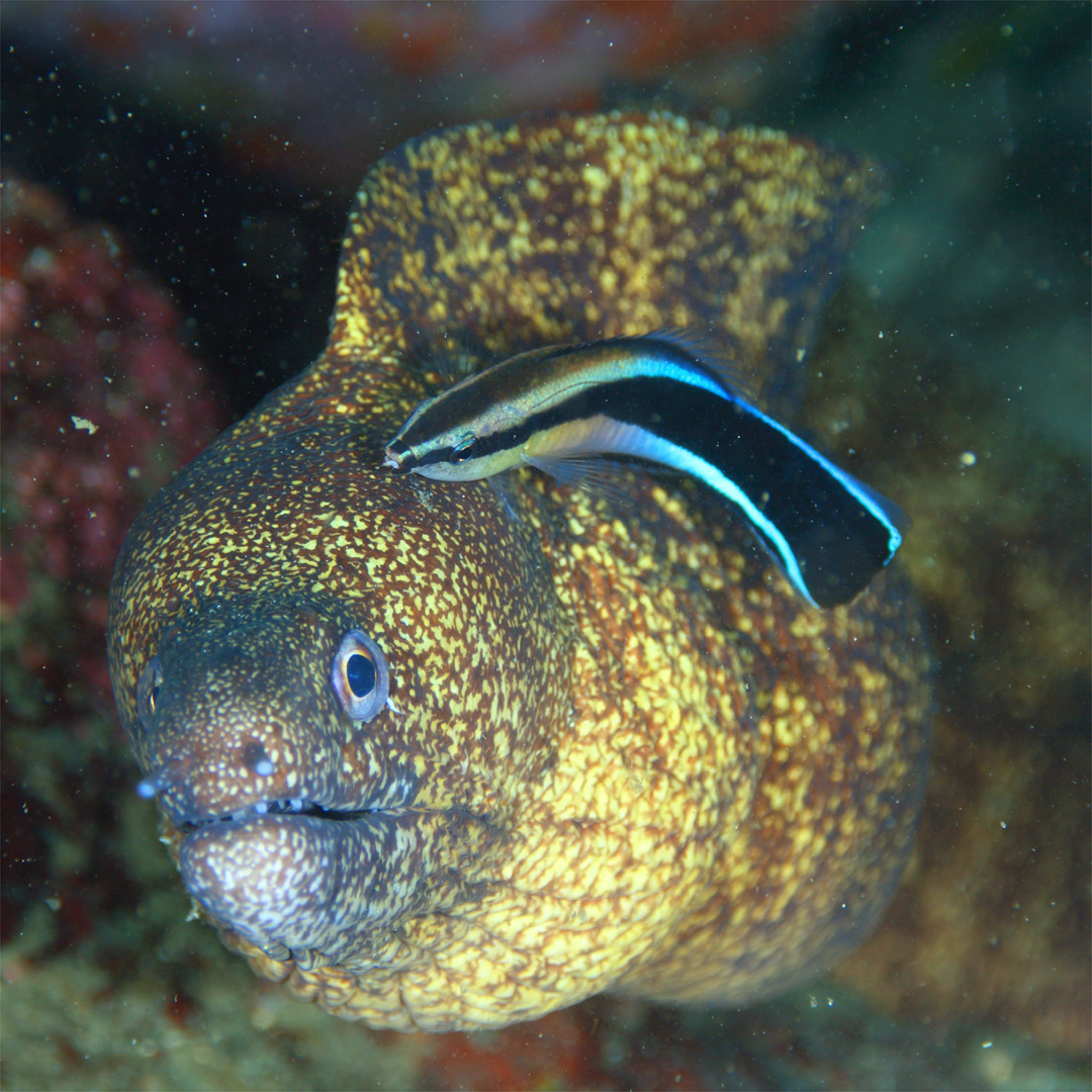 ウツボ＆ホンソメワケベラ】（24/12/13）－東伊豆・川奈の海の魚たち