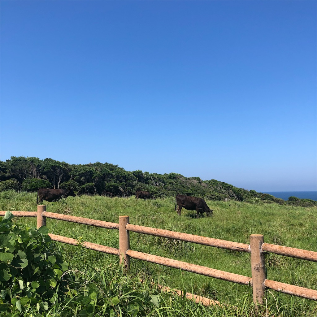 f:id:kasutoridesu:20210731093626j:image f:id:kasutoridesu:20210731093626j:image