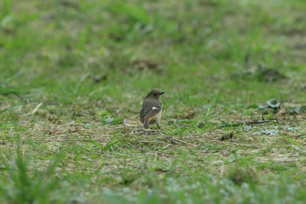 f:id:kasvu:20220401120503j:plain