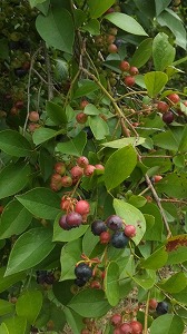 f:id:kasyou-umon:20110804193720j:image