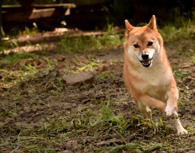 大地を走る犬イメージ