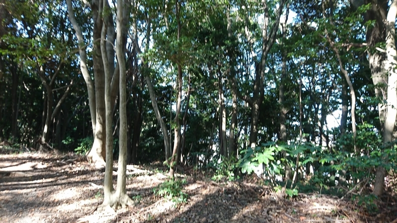 f:id:katagiri-mikan:20201107102727j:plain f:id:katagiri-mikan:20201107102727j:plain