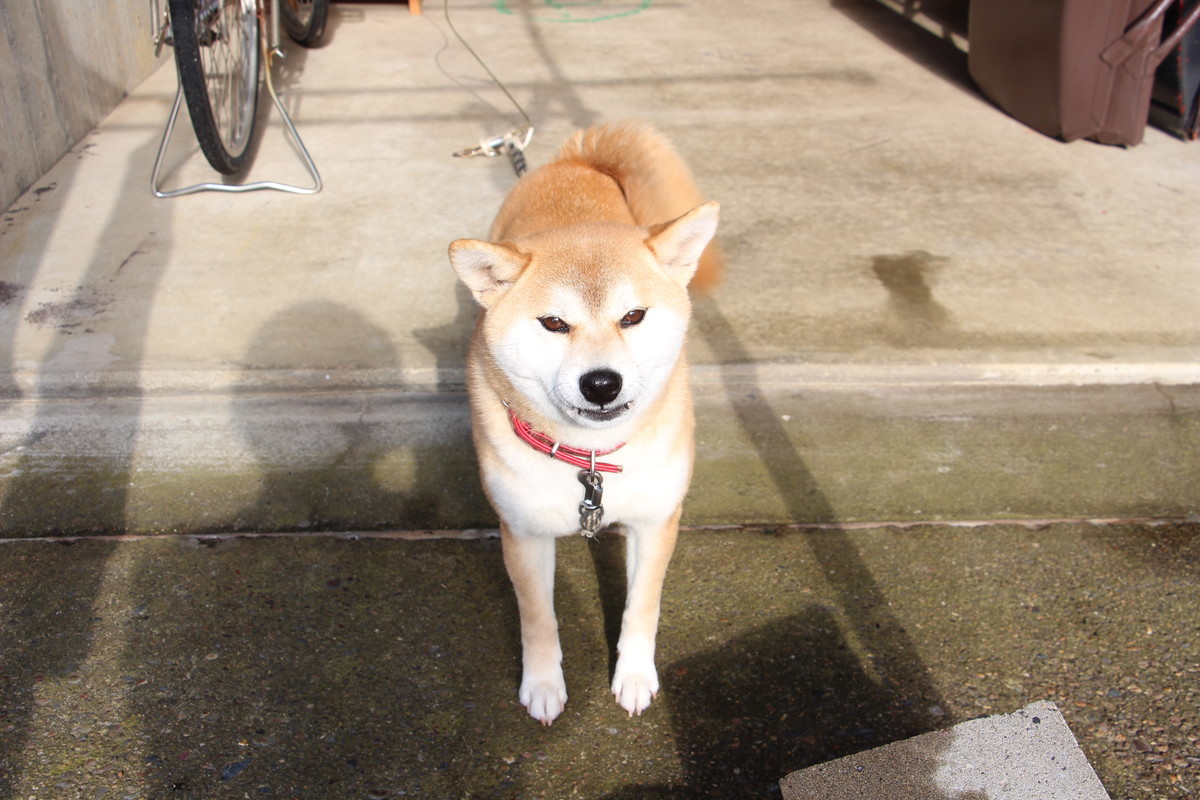 f:id:katakengogo:20191219113854j:plain