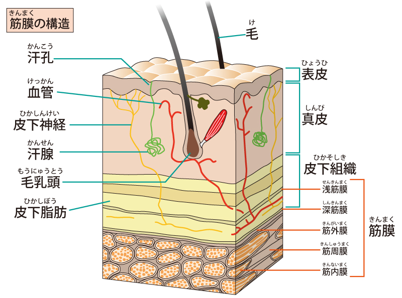 f:id:katakoriol:20190911225141j:plain