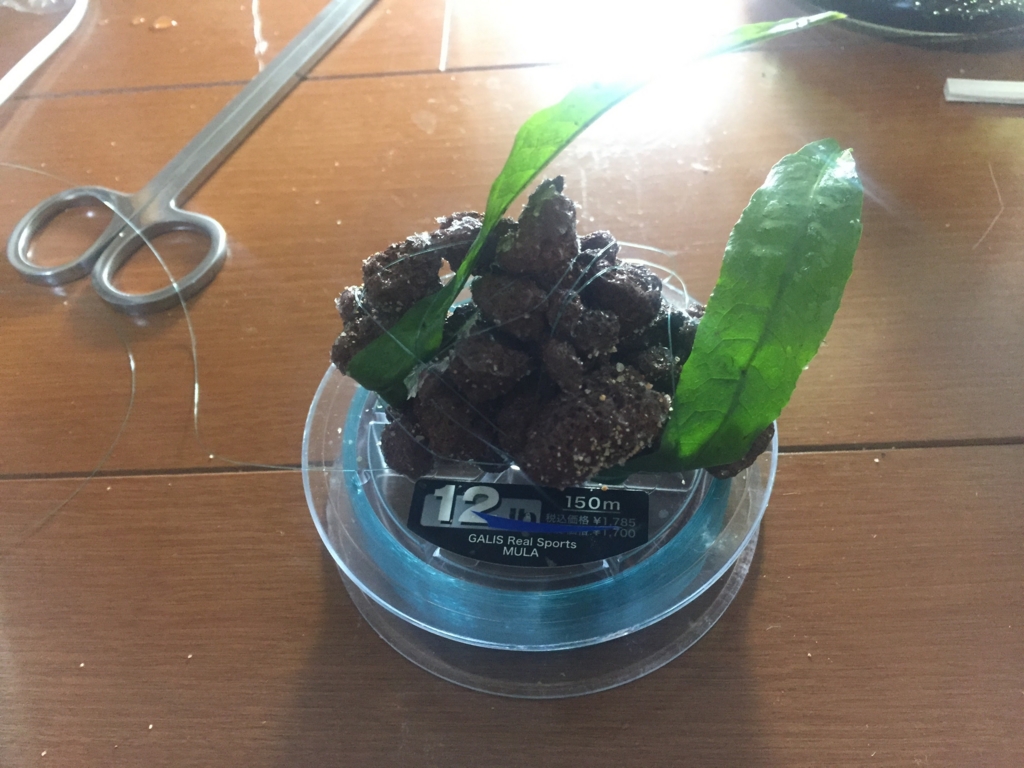 根っこがでたミクロソリウムの葉っぱを石に巻き付けてみました ドリリウム 根っこがでたミクロソリウムの葉っぱを石に巻き付けてみました ドリリウム