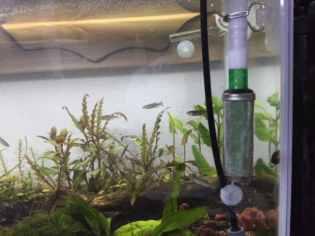 外部フィルターの吸水口用フィルターを設置 レビュー ドリリウム