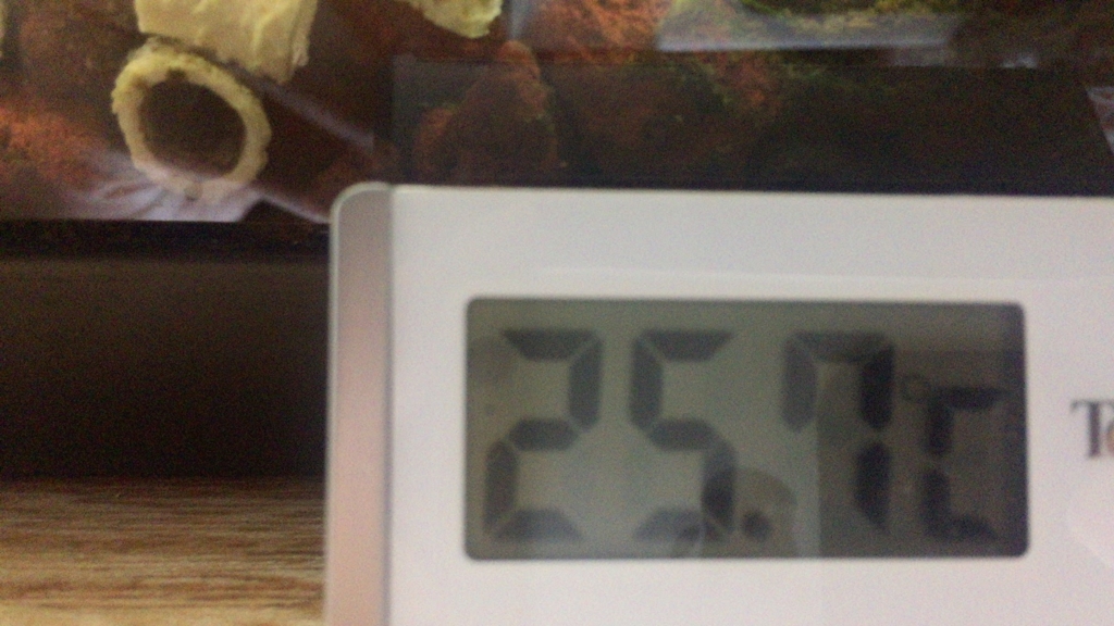 水温が見辛い 格安デジタル水温計購入 ドリリウム
