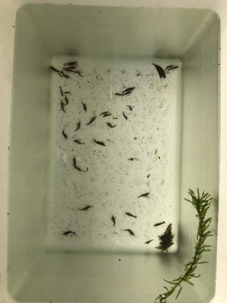 釣り餌用にミナミヌマエビ屋外飼育はじめます ドリリウム 釣り餌用にミナミヌマエビ屋外飼育はじめます ドリリウム