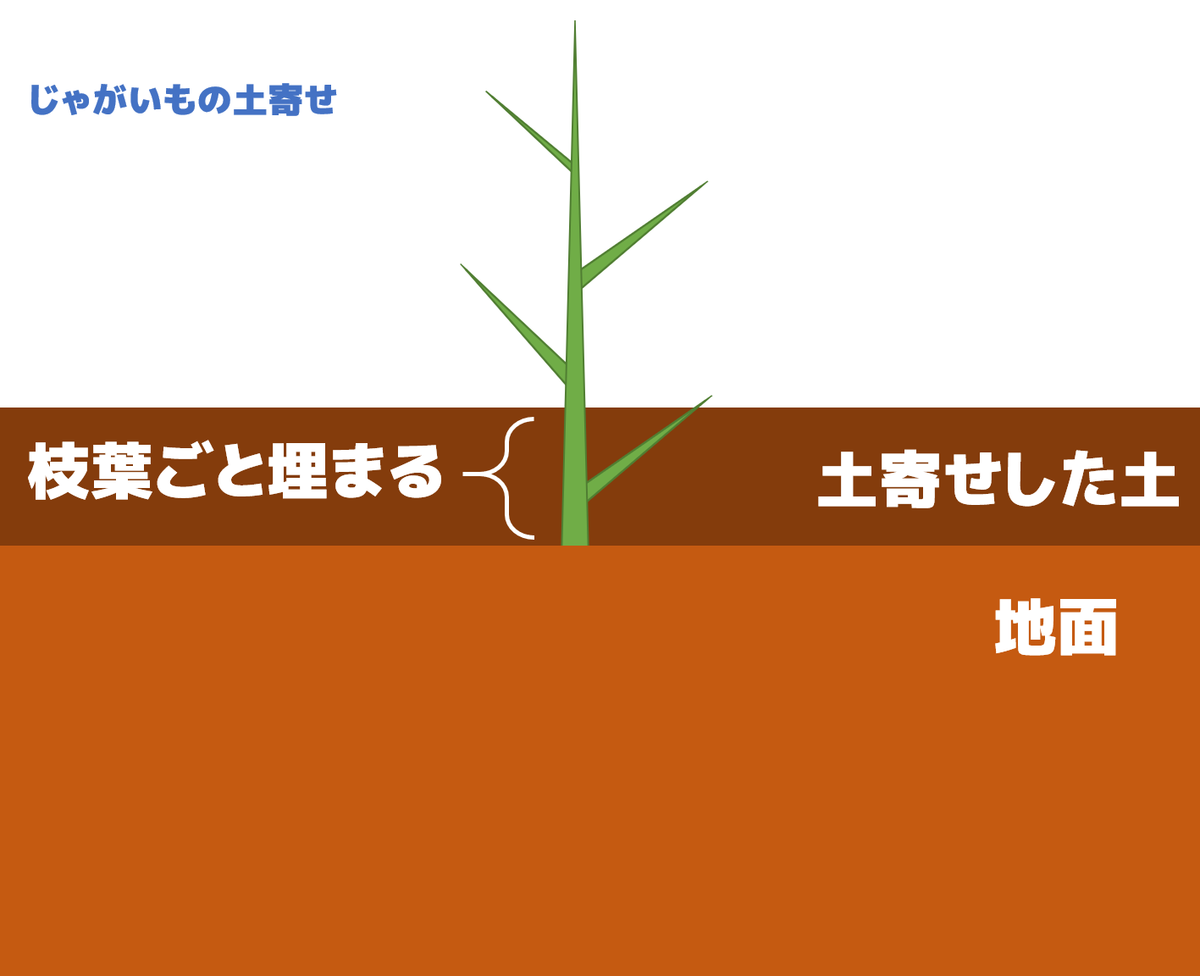 じゃがいも栽培 土寄せの時は枝葉ごと埋めてもok ドリリウム