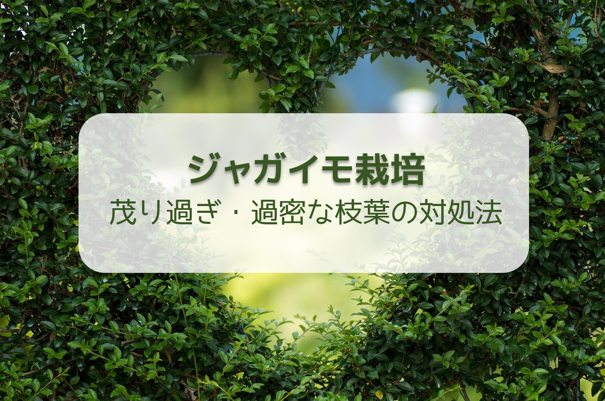 ジャガイモ栽培 鬱蒼と茂り過ぎ 過密な枝葉は間引くべき 放置すべき ドリリウム