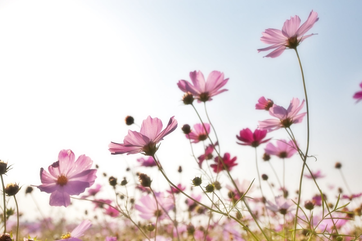 f:id:katamiml:20191108213946j:plain f:id:katamiml:20191108213946j:plain