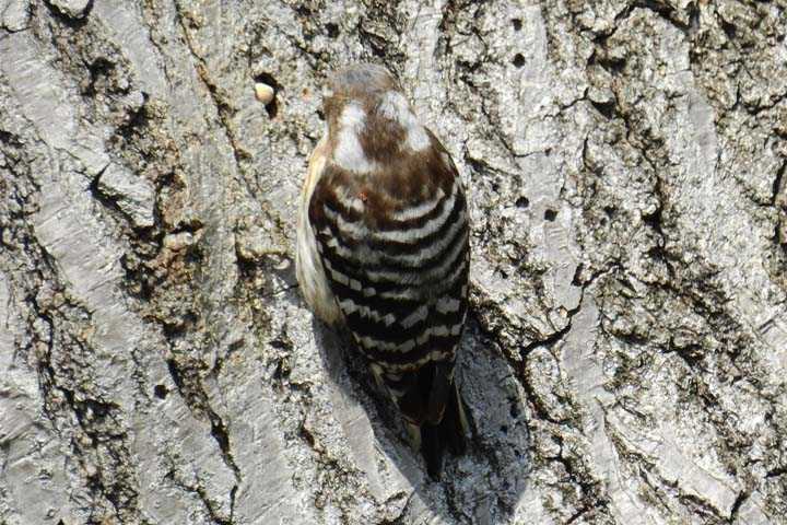 コゲラのドラミング Kataroのつぶやき コゲラのドラミング Kataroのつぶやき