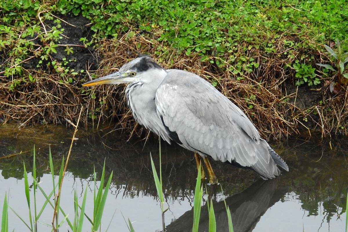 雨上がりに出会ったカワセミ Kataroのつぶやき