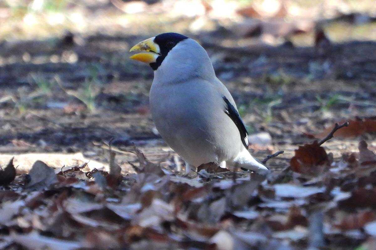 イカルと狢窪公園に期待 - kataroのつぶやき