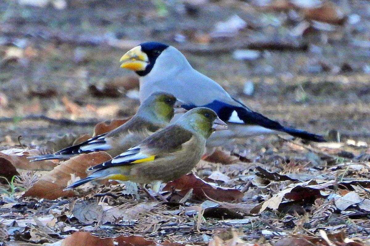 イカルと狢窪公園に期待 - kataroのつぶやき