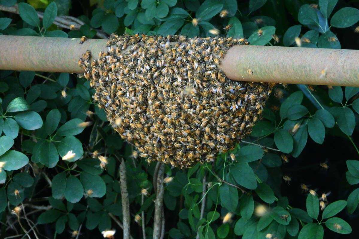 ミツバチの群れ - kataroのつぶやき