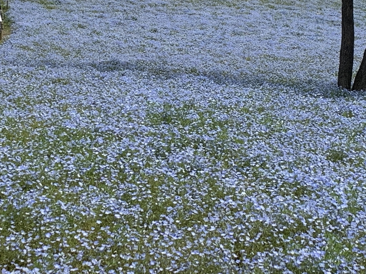 ネモフィラ ひたち海浜公園 混雑状況は 5月中旬までが限界 既に後半戦 どこでもgo