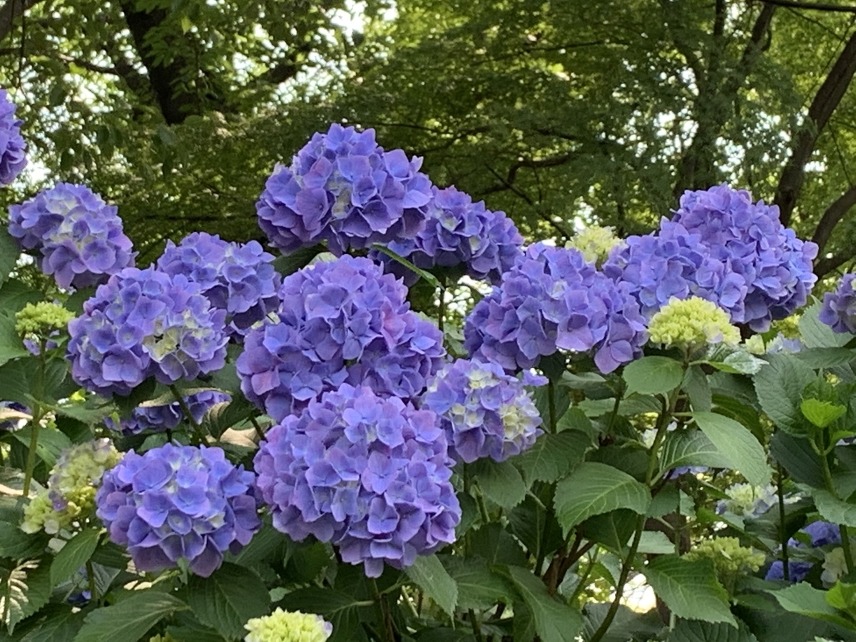 f:id:kataryuu:20210531101018j:plain