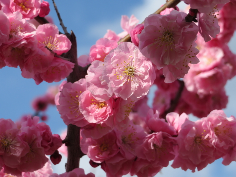 f:id:kataseumi:20180504211019j:plain f:id:kataseumi:20180504211019j:plain
