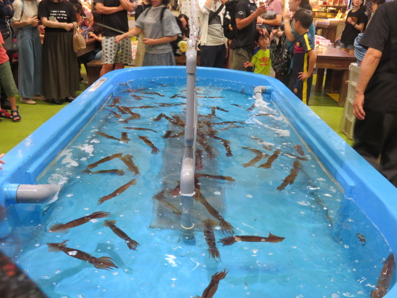 函館朝市イカ釣りの写真