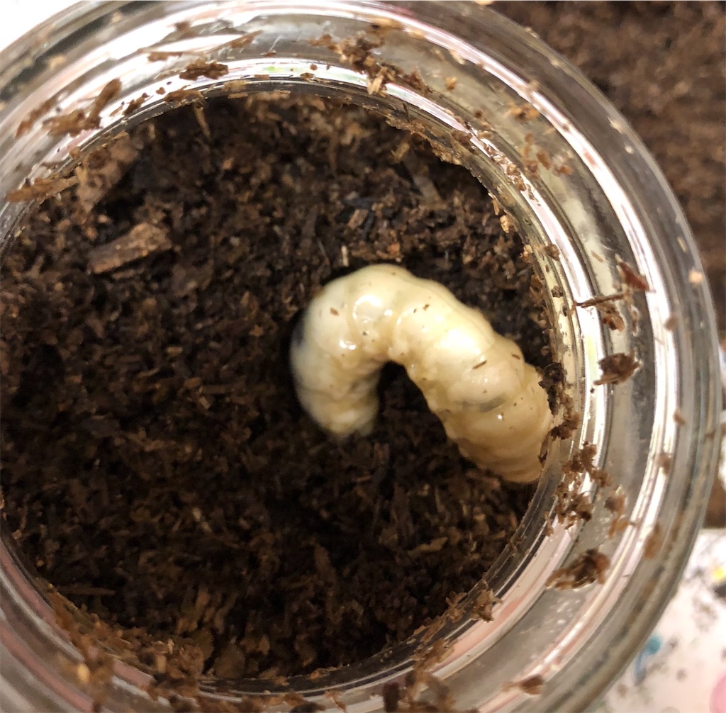 ノコギリクワガタの幼虫 食痕か蛹室か 最後のマット交換 うみブログ