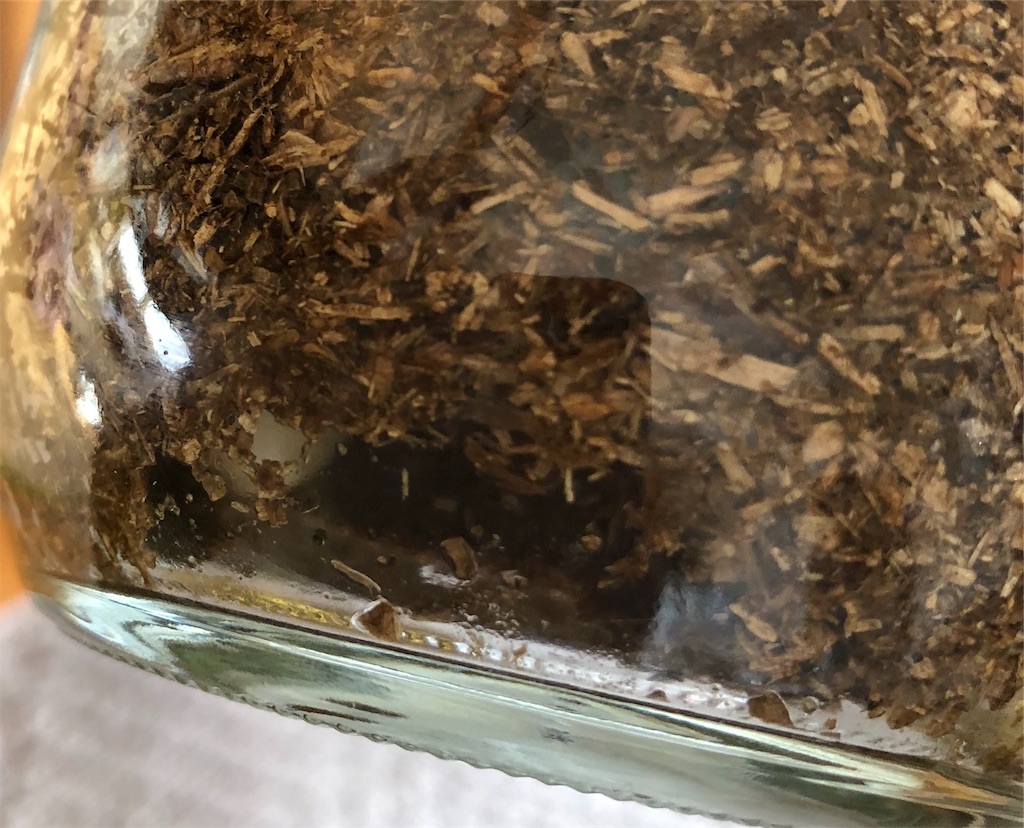 ノコギリクワガタの幼虫 食痕か蛹室か 最後のマット交換 うみブログ