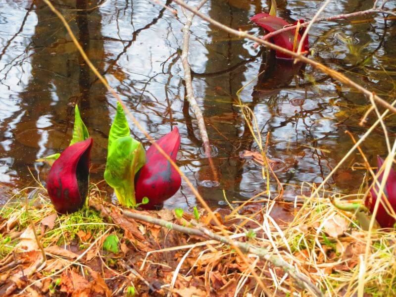 野幌森林公園にある、ザゼンソウの写真